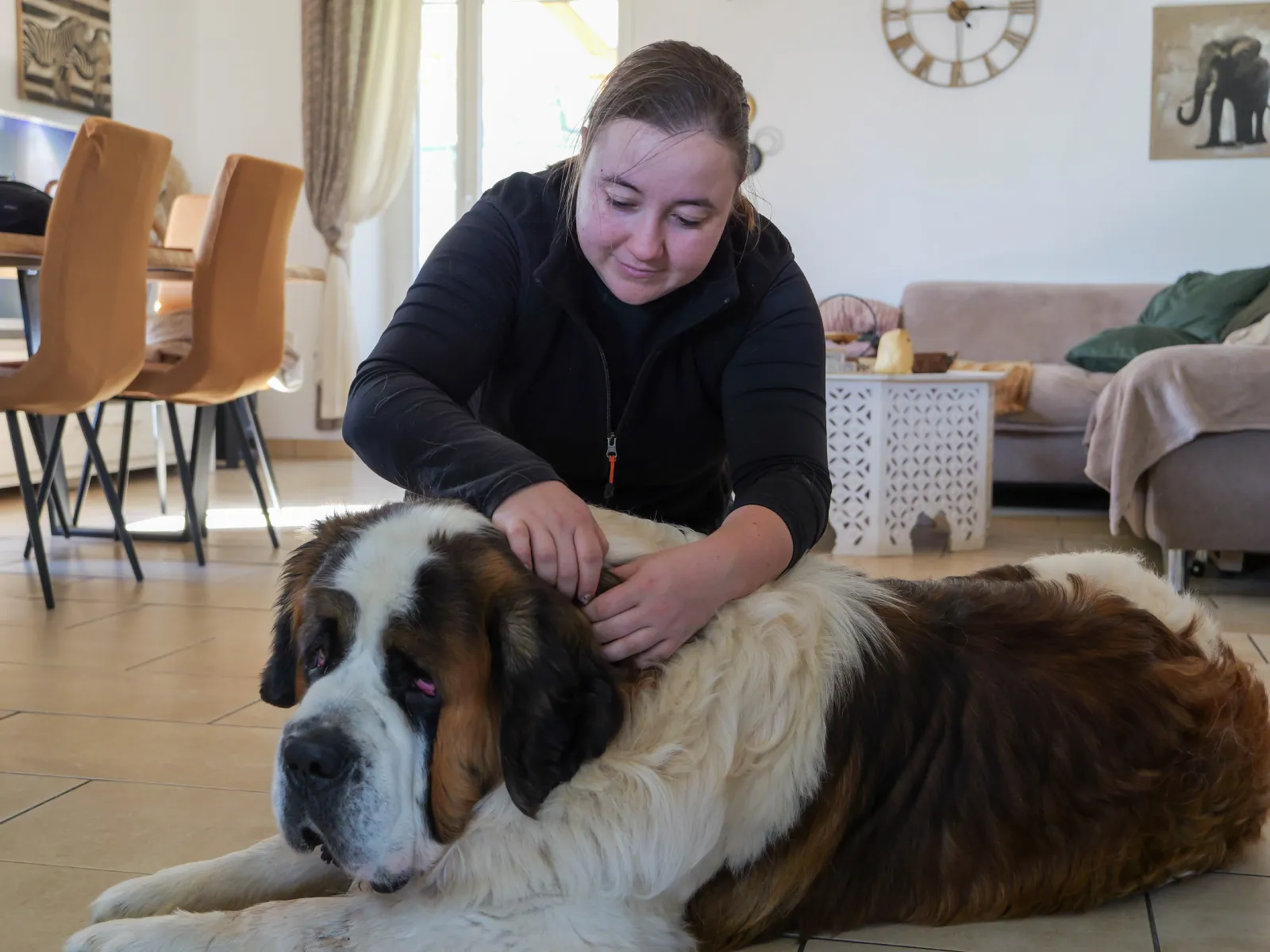 marie-massage-canin-saint-bernard-lorraine