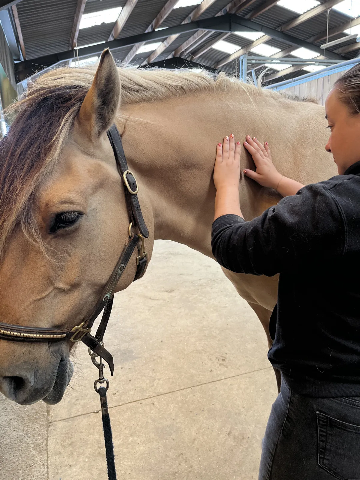 massage-equin-cheval-lorraine-vosges-2